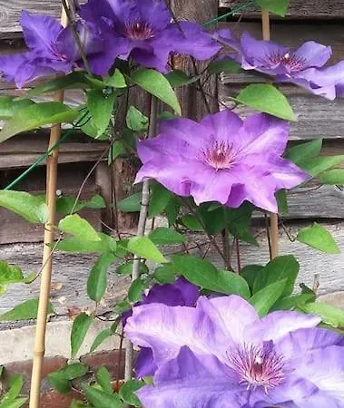 Maison De Caractere *