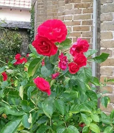 Votre Refuge Authentique En Normandie Semesterbostad *
